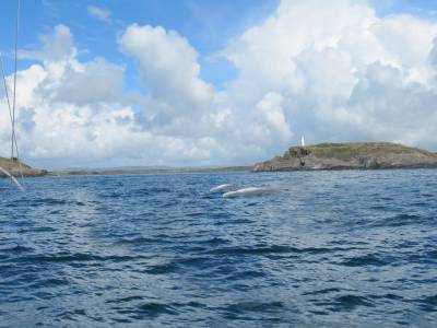 Beluga Whales sighted as far south as Isles of Scilly